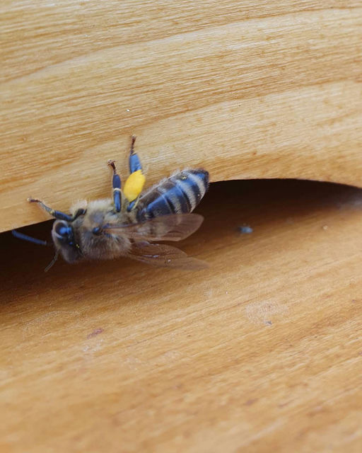 Der Frühling kommt Bild 2