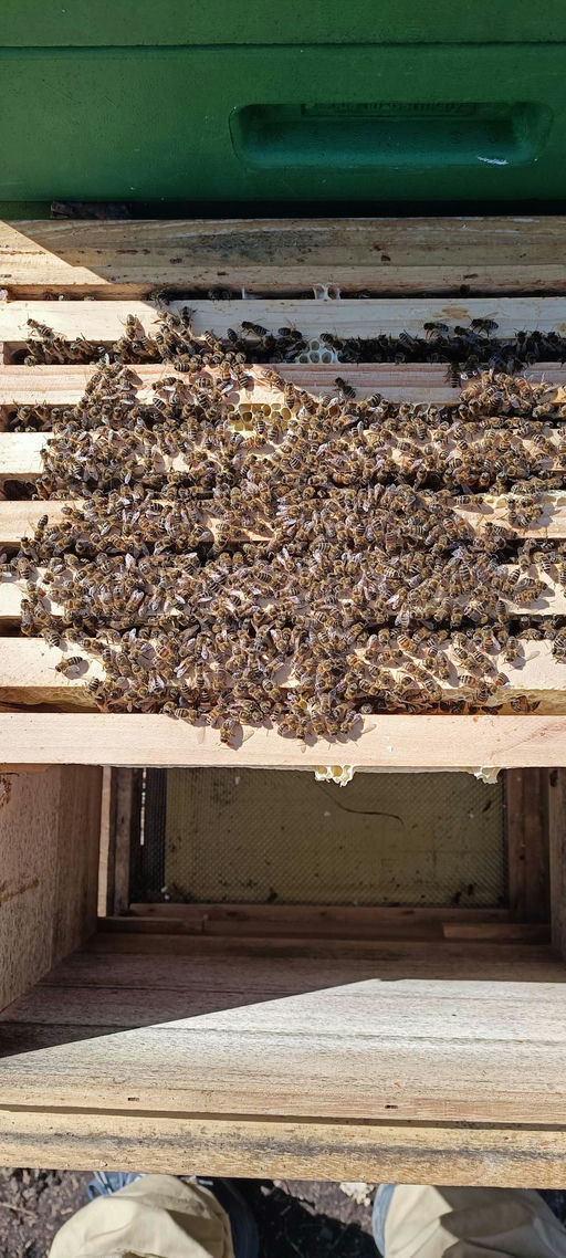 Lasset die Spiele beginnen Bild 2