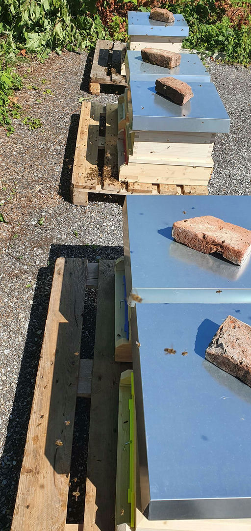 Endlich kommen die Bienen! Bild 1
