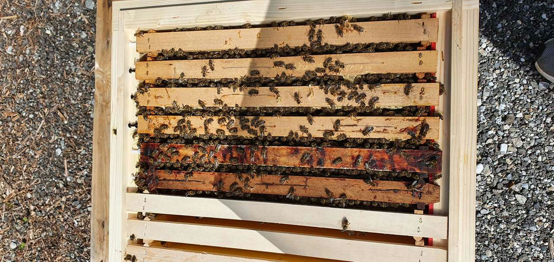 Endlich kommen die Bienen! Bild 2