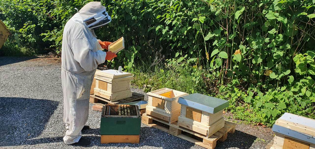 Endlich kommen die Bienen! Bild 3