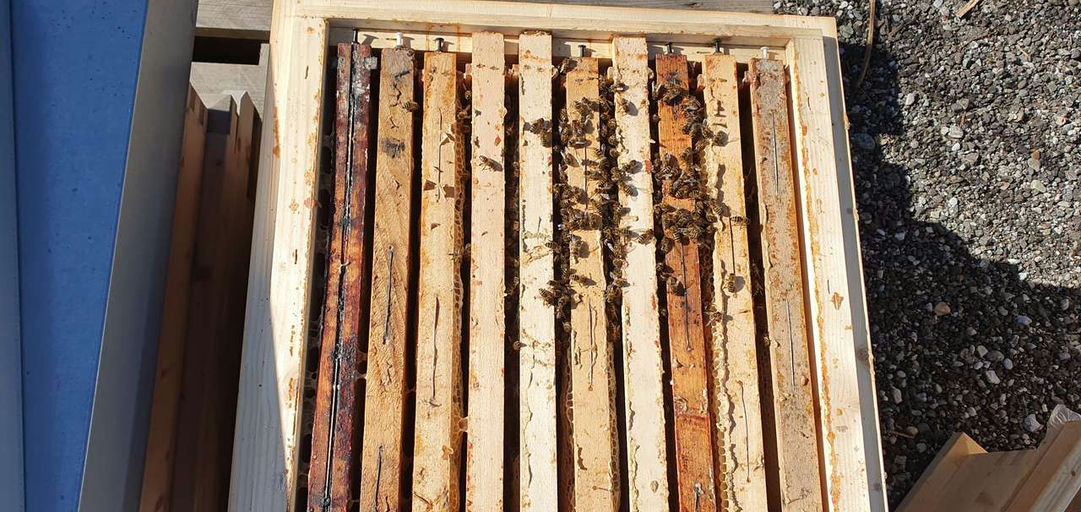 Futterkranzprobe und Durchsicht Bild 1