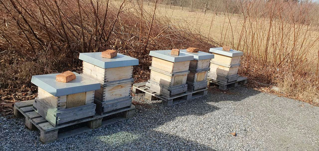 Futterkranzprobe und Durchsicht