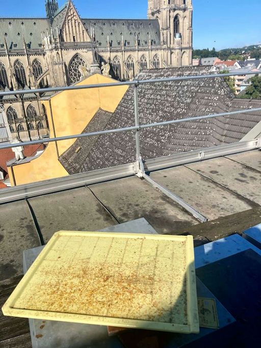 Weiselrichtigkeit, Varroakontrolle und Füttern