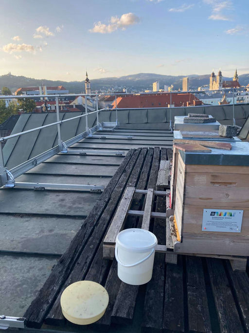 Drohnenbrütigkeit bei zwei Völkern