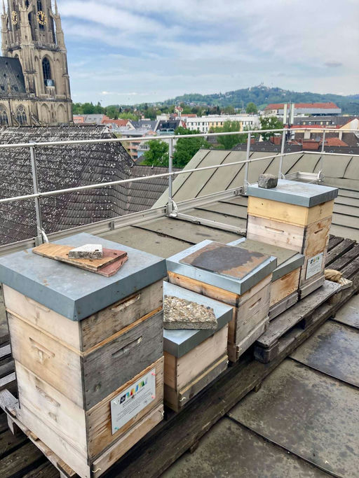 Winterverluste ersetzen, Honigräume aufsetzen