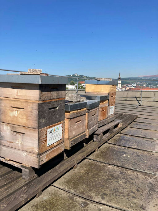 Schwarmtrieb vorbeugen