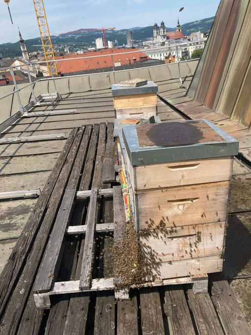 Schwarmkontrolle und Schleuderung des Blütenhonigs