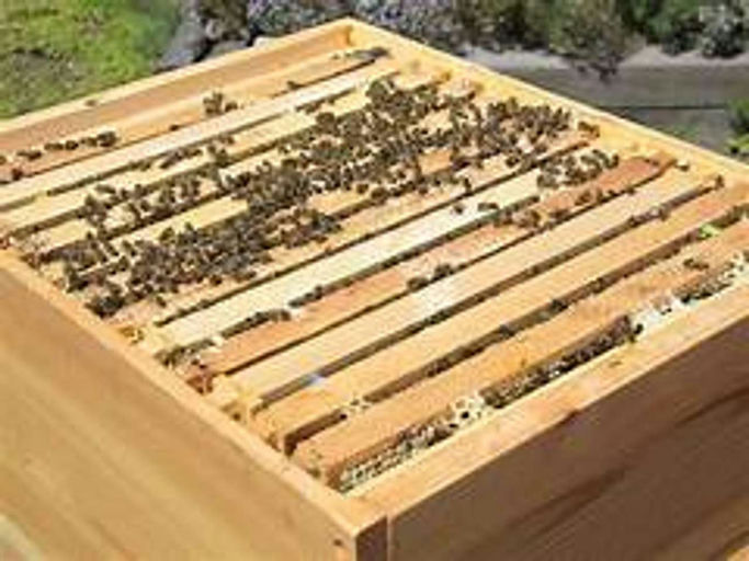 Honigproduktion Startet