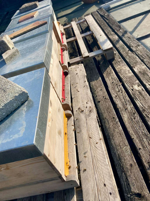 Februar ist der neue Frühling - Bienen tragen schon Pollen ein!