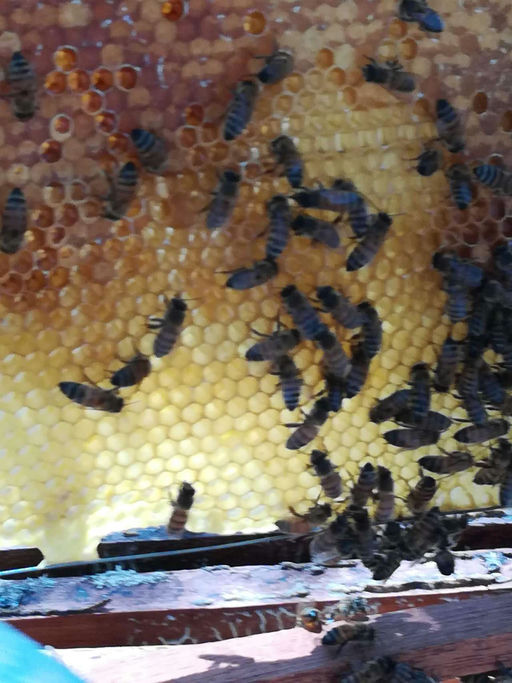 Reise nach Nicaragua mit Besuch eines Imkers Bild 1