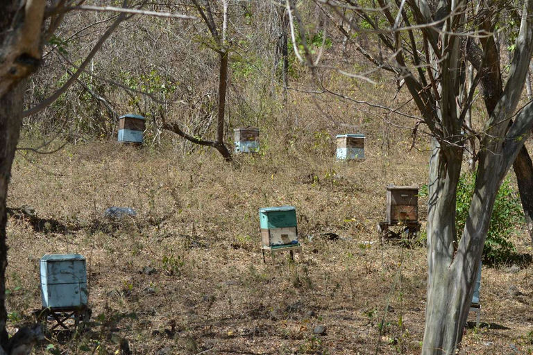 Reise nach Nicaragua mit Besuch eines Imkers Bild 2