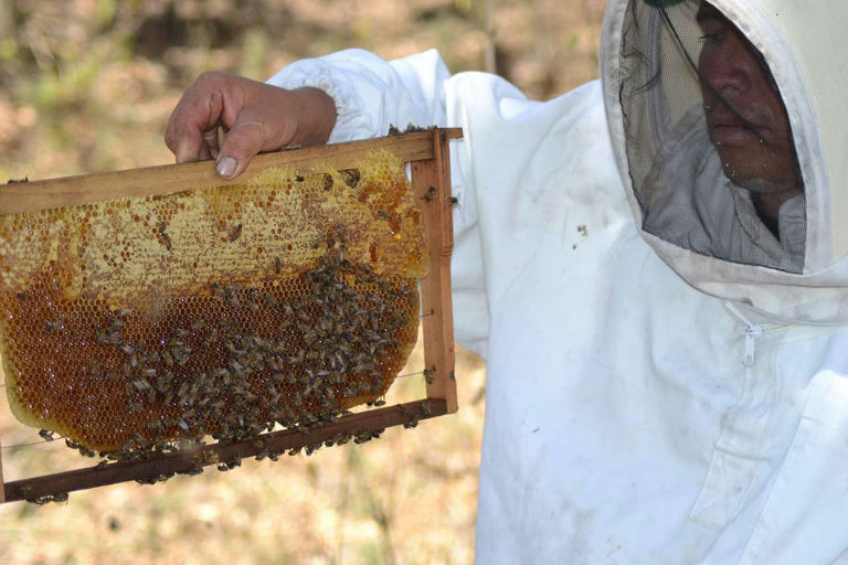 Reise nach Nicaragua mit Besuch eines Imkers Bild 3