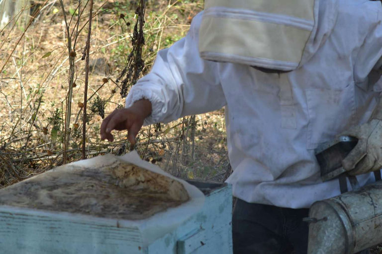 Reise nach Nicaragua mit Besuch eines Imkers Bild 4