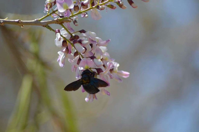 Reise nach Nicaragua mit Besuch eines Imkers Bild 6