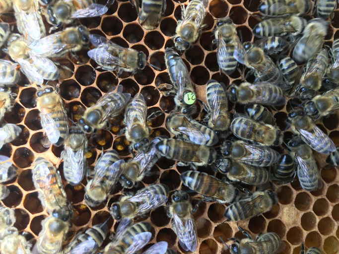 Pflege und Auffütterung