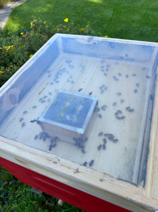 Neue Königin Bild 2