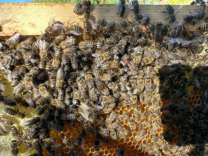 Neue Königin Bild 3