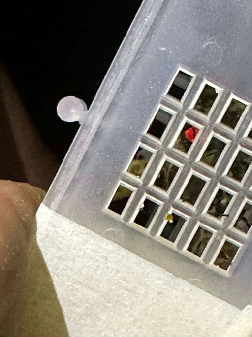 Neue Königin Bild 5