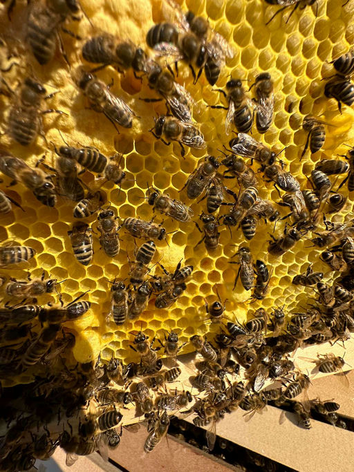 Neue Königin Bild 6