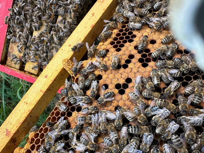 Honigraum muss rauf