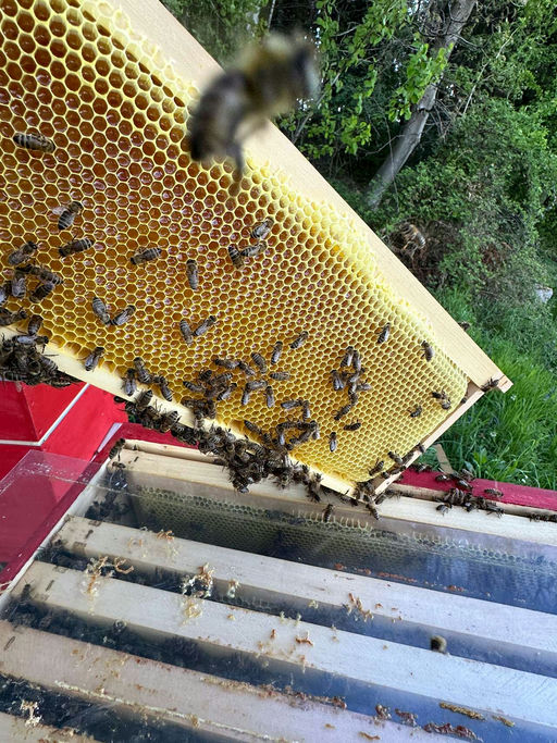 Honigraum muss rauf Bild 1