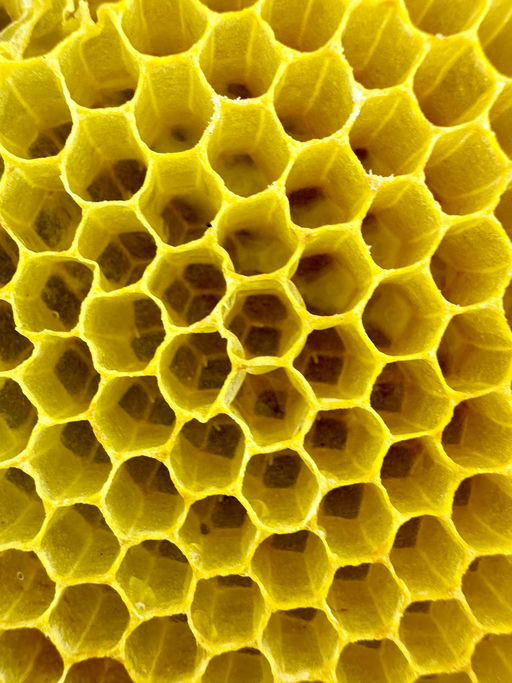 Honigraum muss rauf Bild 2