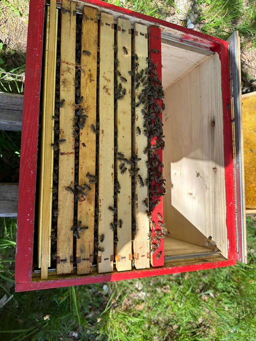 Honigraum muss rauf Bild 3