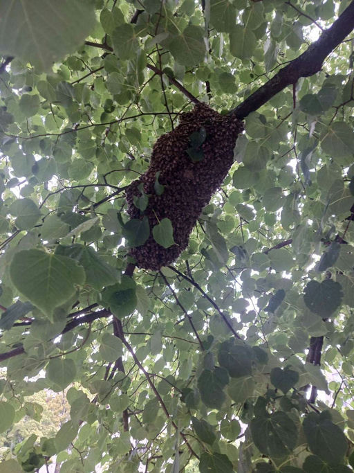 Herzlichen Dank 🐝