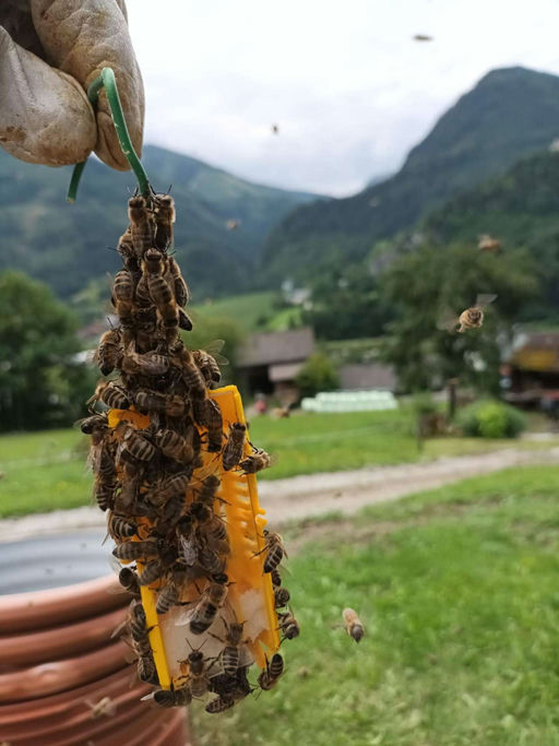 Herzlichen Dank 🐝 Bild 2