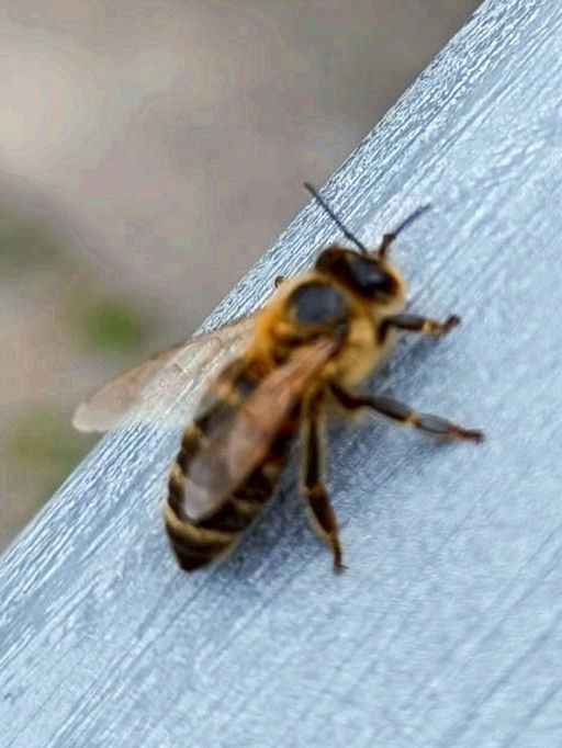 Herzlichen Dank 🐝 Bild 3