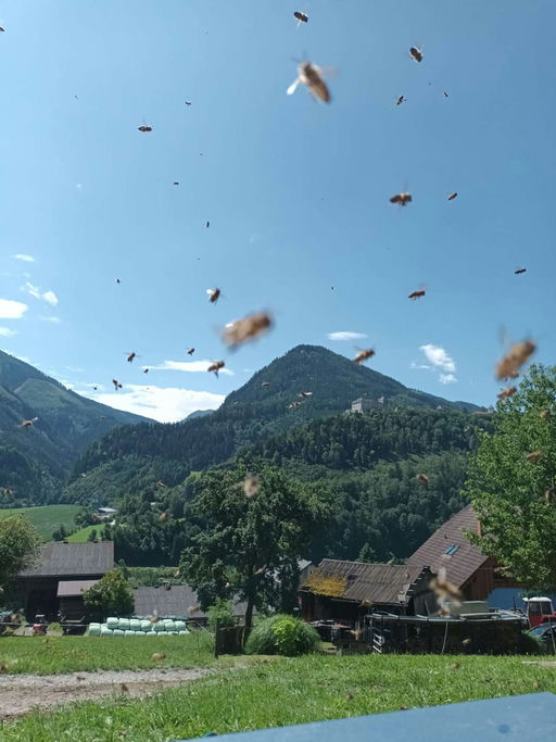 Herzlichen Dank 🐝