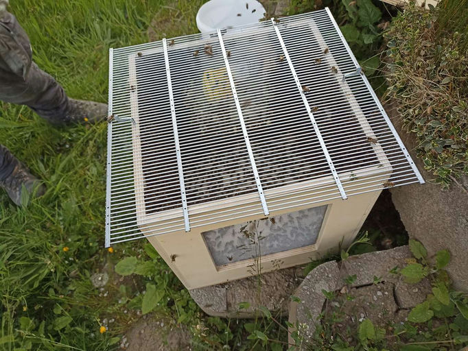 Wenn Bienen schwärmen