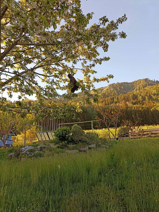 Wenn Bienen schwärmen Bild 2