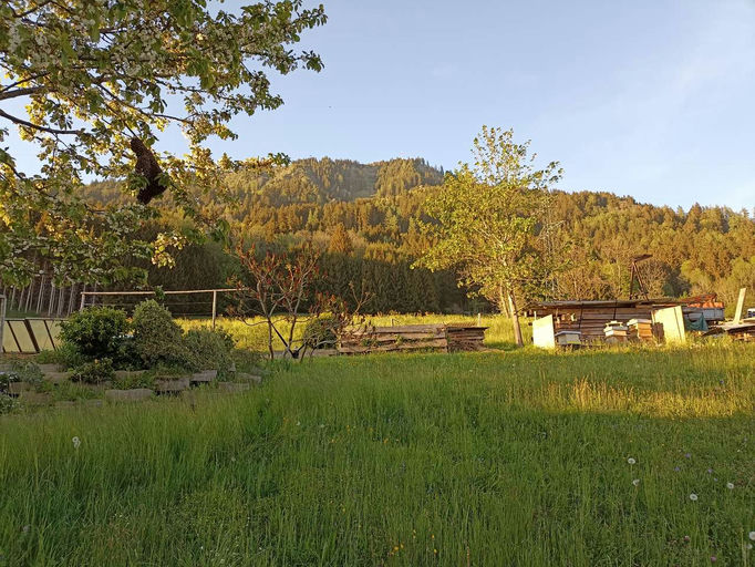 Wenn Bienen schwärmen Bild 1