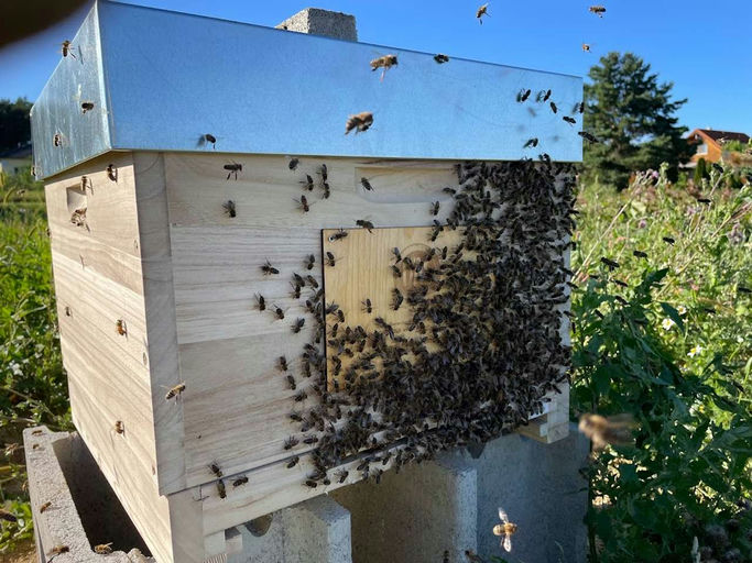 Die Projektbienen sind Angekommen!