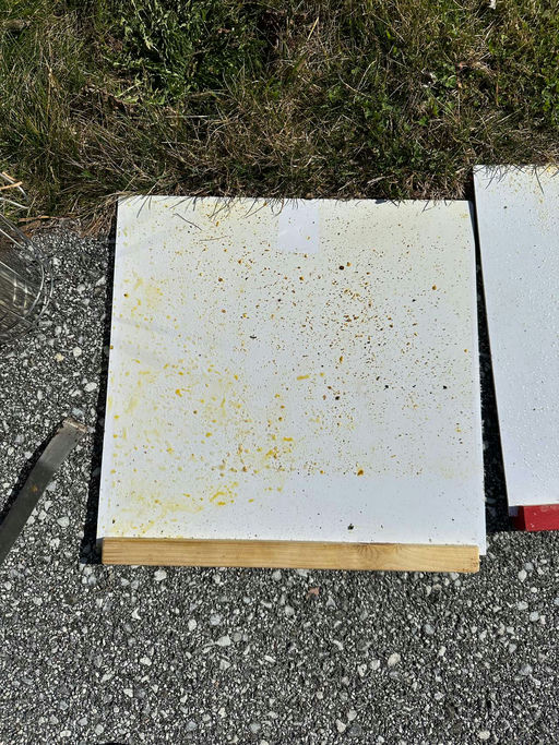 Schieden im Frühjahr Bild 1