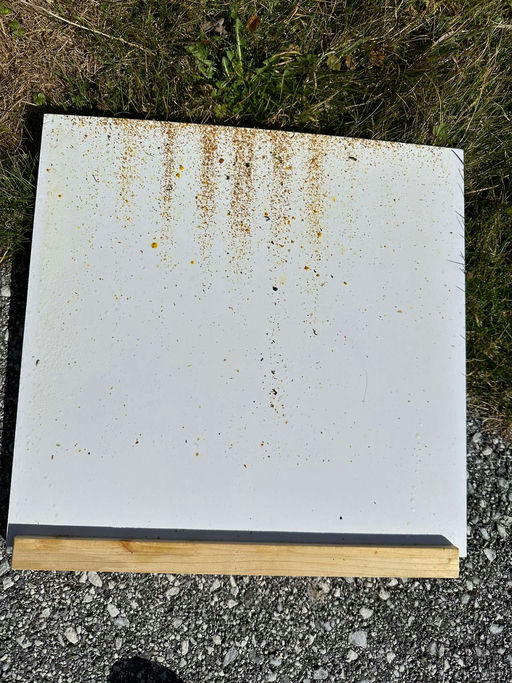 Schieden im Frühjahr Bild 2