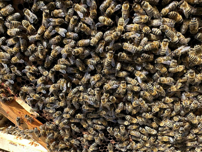 Schieden im Frühjahr Bild 5