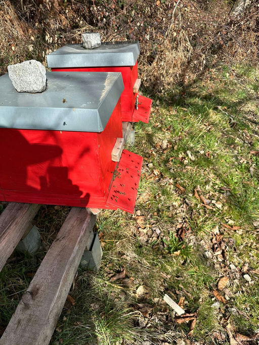 Schieden im Frühjahr Bild 6