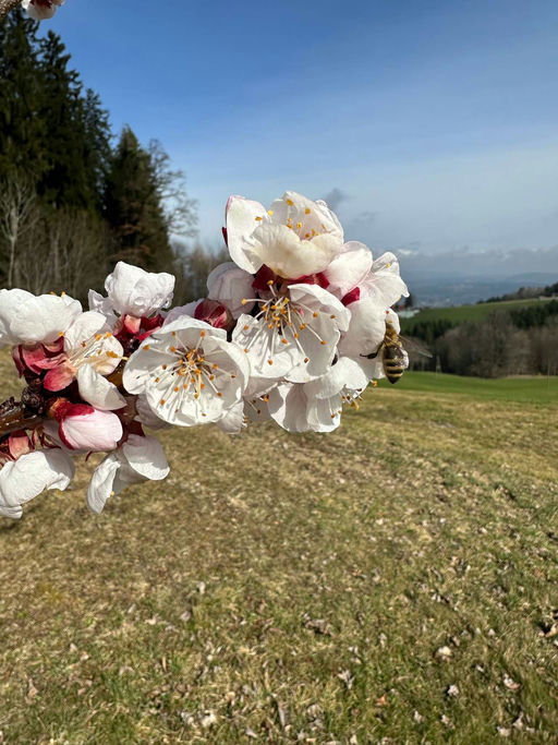 Schieden im Frühjahr Bild 7