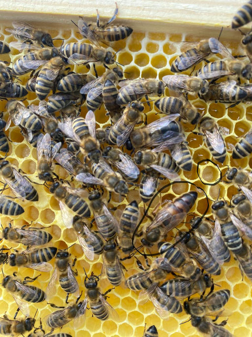 Letzte Hektar Nektar Durchsicht