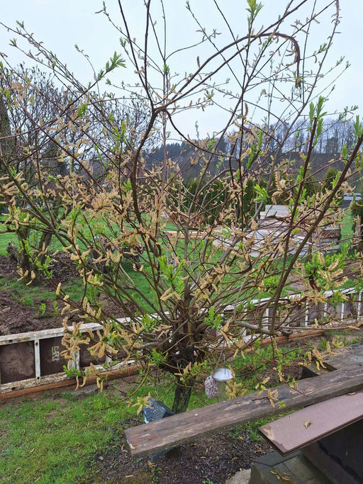 Erster Honigraum Bild 2