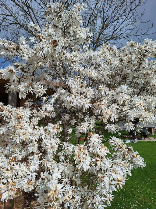 Erster Honigraum Bild 4