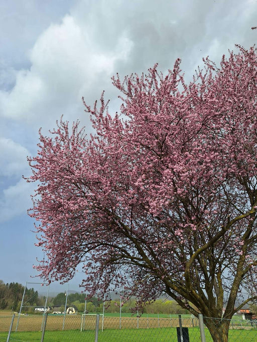 Erster Honigraum Bild 6