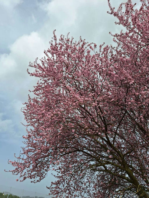 Erster Honigraum Bild 7