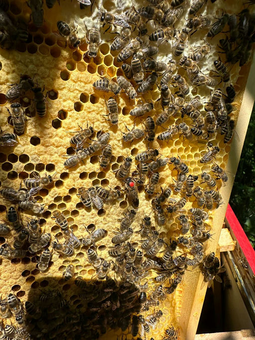 Das Bienenjahr geht zu Ende