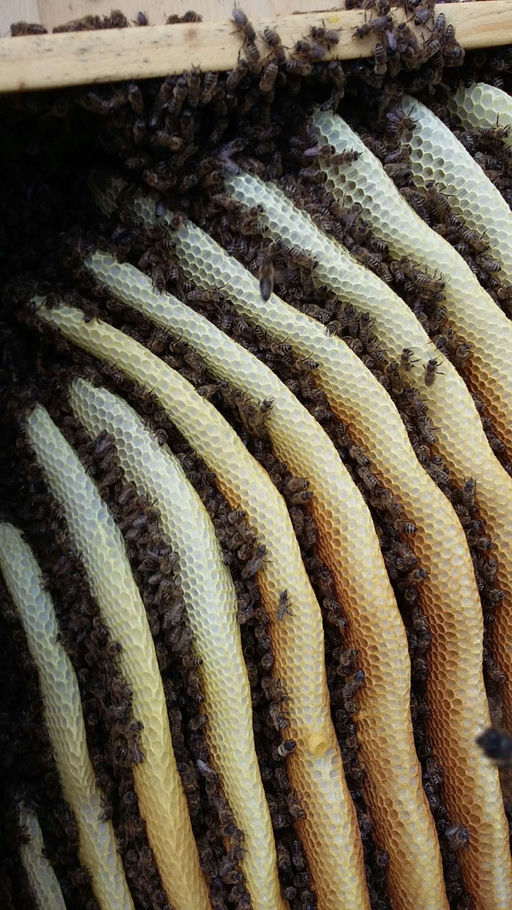 Das Öffnen der geheimnisvollen Kiste