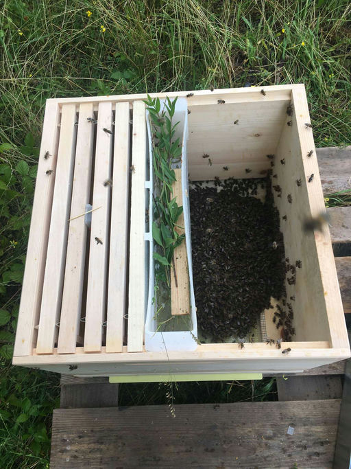 Bienen Lieferung
