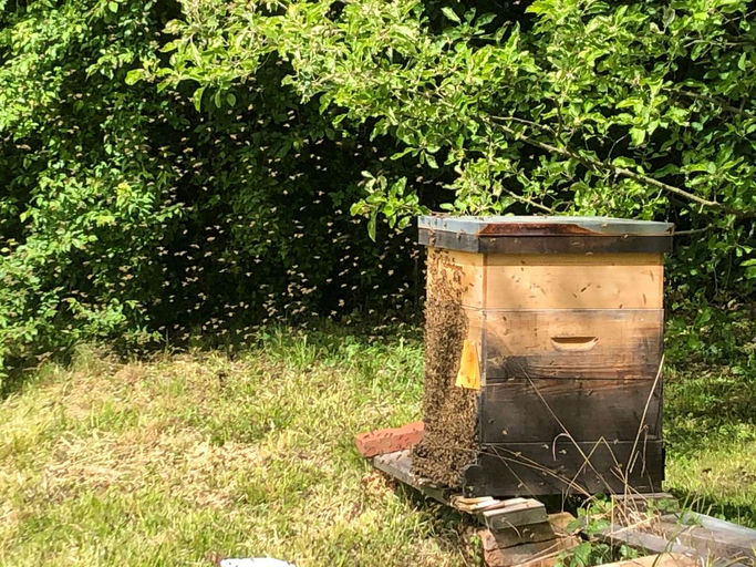 Sie wollten schwärmen!